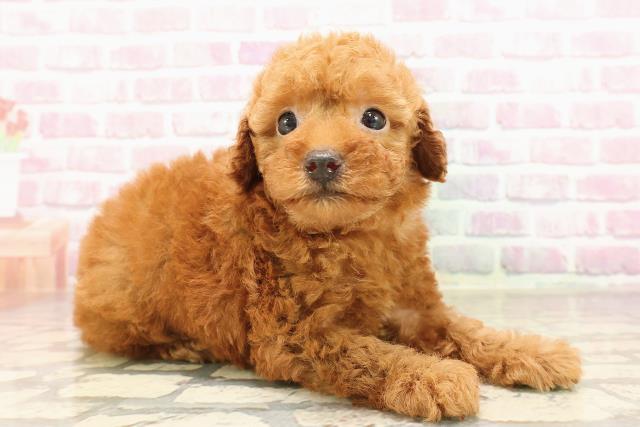 栃木県のトイプードル(トイ) (Coo&RIKU足利店/2025年7月8日生まれ/女の子/レッド)の子犬の3枚目の画像