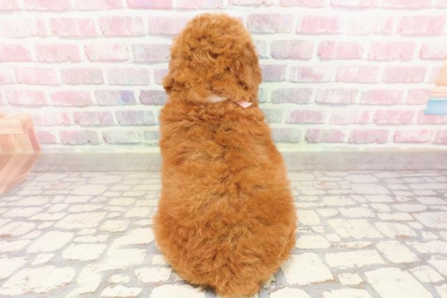 栃木県のトイプードル(トイ) (Coo&RIKU足利店/2025年7月8日生まれ/女の子/レッド)の子犬の4枚目の画像