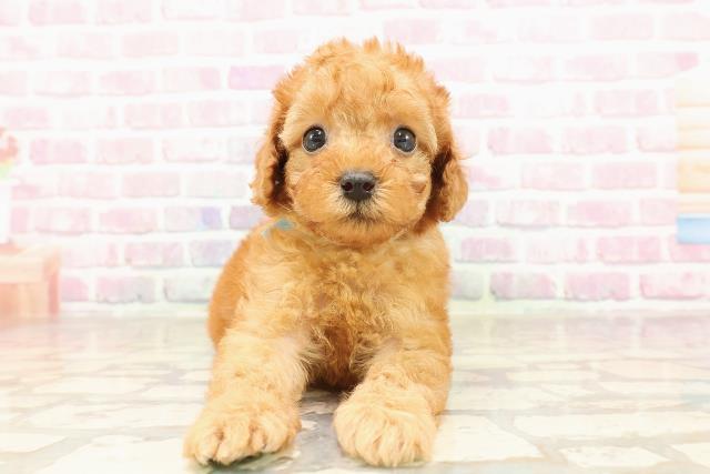 神奈川県のトイプードル(トイ) (Coo&RIKU秦野店/2025年7月8日生まれ/男の子/レッド)の子犬の1枚目の画像