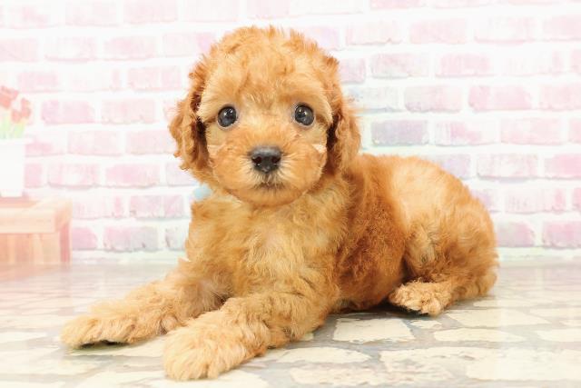 神奈川県のトイプードル(トイ) (Coo&RIKU秦野店/2025年7月8日生まれ/男の子/レッド)の子犬の2枚目の画像