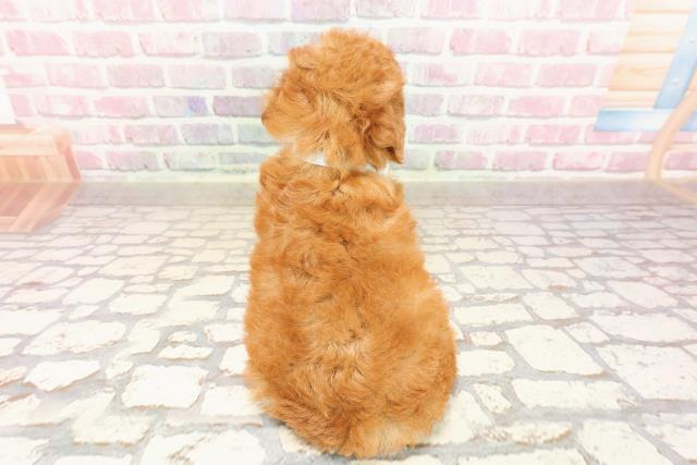 神奈川県のトイプードル(トイ) (Coo&RIKU秦野店/2025年7月8日生まれ/男の子/レッド)の子犬の4枚目の画像