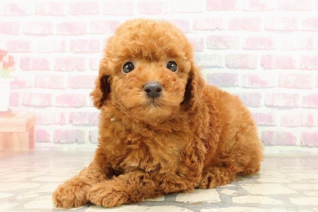 神奈川県のトイプードル(トイ) (Coo&RIKU江の島店/2025年7月8日生まれ/男の子/レッド)の子犬の2枚目の画像