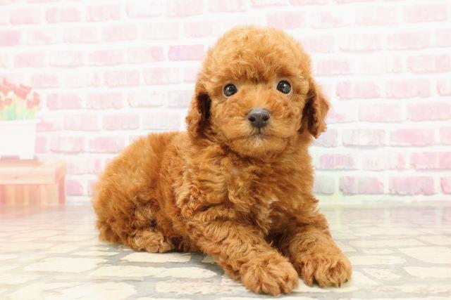 神奈川県のトイプードル(トイ) (Coo&RIKU江の島店/2025年7月8日生まれ/男の子/レッド)の子犬の3枚目の画像