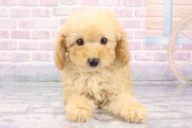 兵庫県のトイプードル(トイ) (Coo&RIKU姫路店/2025年7月9日生まれ/男の子/ペールフォーン)の子犬の1枚目の画像