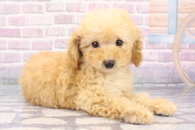 兵庫県のトイプードル(トイ) (Coo&RIKU姫路店/2025年7月9日生まれ/男の子/ペールフォーン)の子犬の2枚目の画像