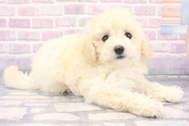 兵庫県のトイプードル(トイ) (Coo&RIKU神戸垂水店/2025年7月7日生まれ/女の子/ホワイト)の子犬の2枚目の画像