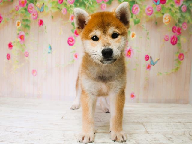 柴犬