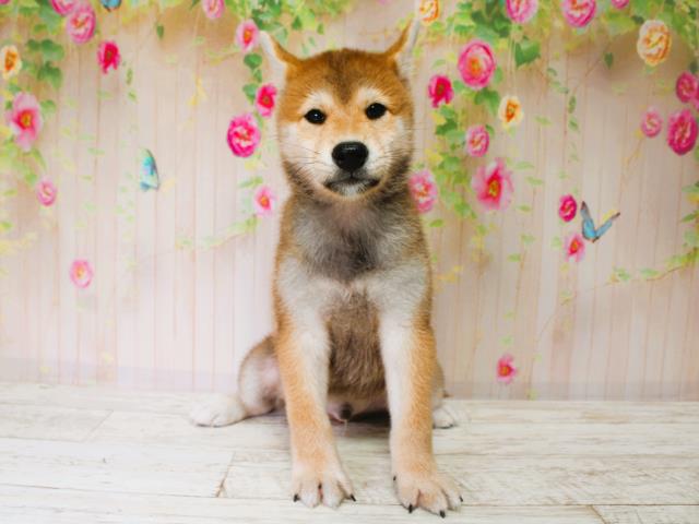 柴犬