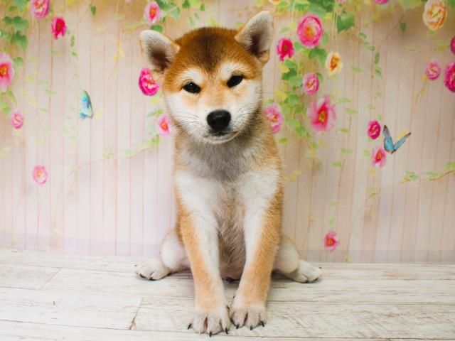 柴犬