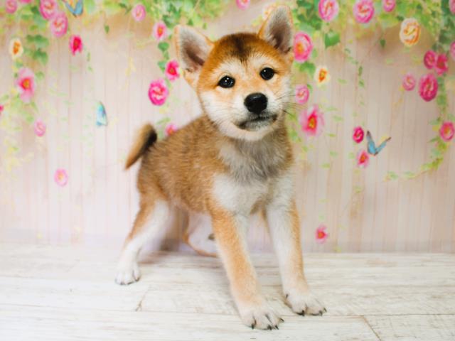 北海道の柴犬(標準サイズ) (Coo&RIKU北見店/2025年7月7日生まれ/女の子/赤)の子犬の2枚目の画像