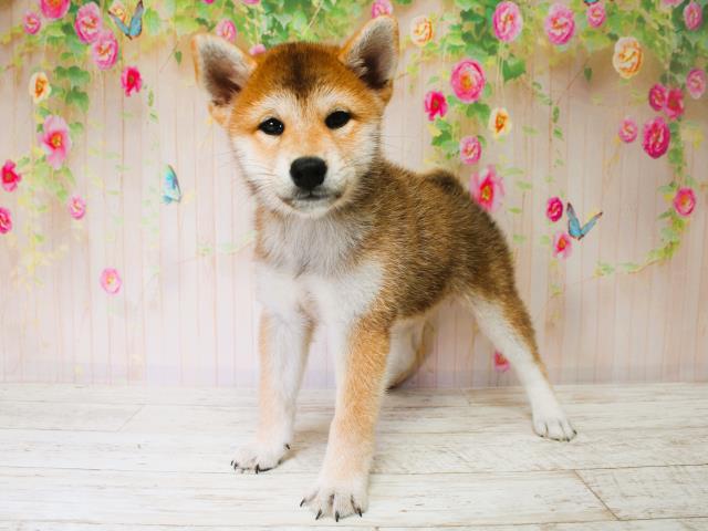 北海道の柴犬(標準サイズ) (Coo&RIKU北見店/2025年7月7日生まれ/女の子/赤)の子犬の3枚目の画像