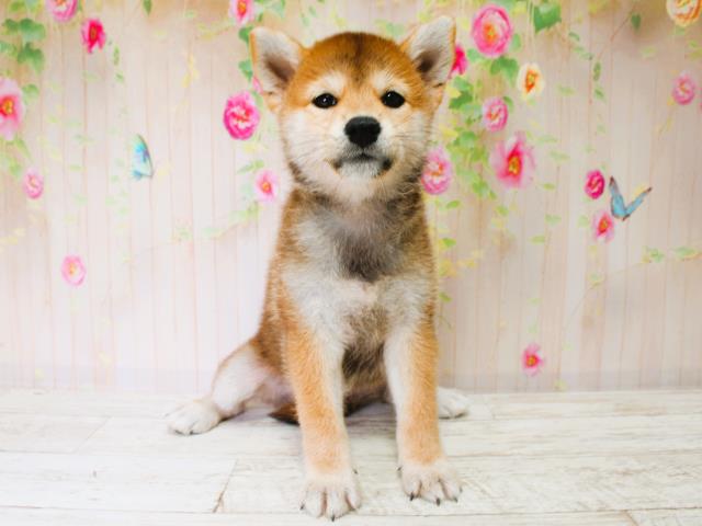 新潟県の柴犬(標準サイズ) (Coo&RIKU長岡店/2025年7月7日生まれ/女の子/赤)の子犬の1枚目の画像