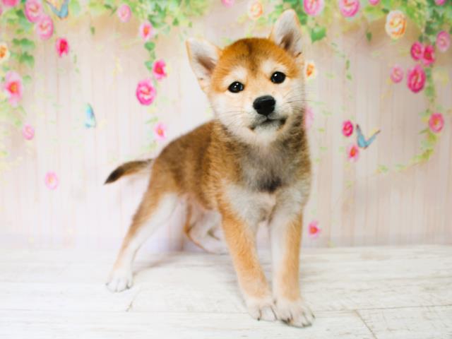 新潟県の柴犬(標準サイズ) (Coo&RIKU長岡店/2025年7月7日生まれ/女の子/赤)の子犬の2枚目の画像