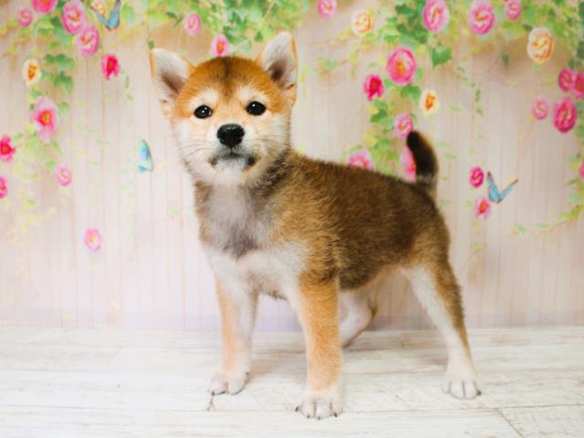 新潟県の柴犬(標準サイズ) (Coo&RIKU長岡店/2025年7月7日生まれ/女の子/赤)の子犬の3枚目の画像