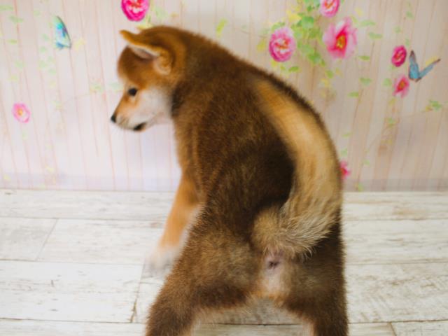 新潟県の柴犬(標準サイズ) (Coo&RIKU長岡店/2025年7月7日生まれ/女の子/赤)の子犬の4枚目の画像