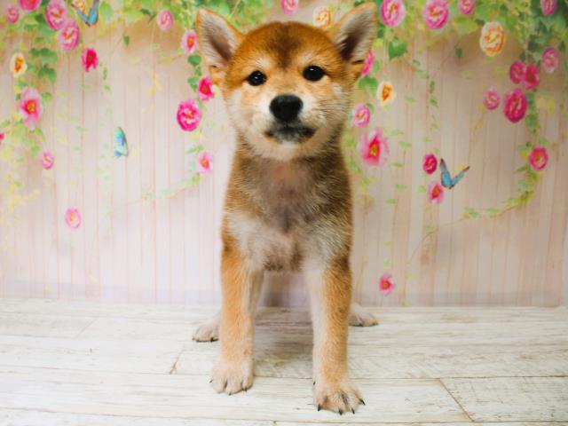 福島県の柴犬(標準サイズ) (Coo&RIKU会津若松店/2025年7月7日生まれ/女の子/赤)の子犬