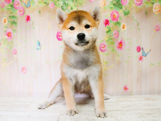 石川県の柴犬(標準サイズ) (Coo&RIKUイオン野々市南店/2025年7月7日生まれ/女の子/赤)の子犬の1枚目の画像