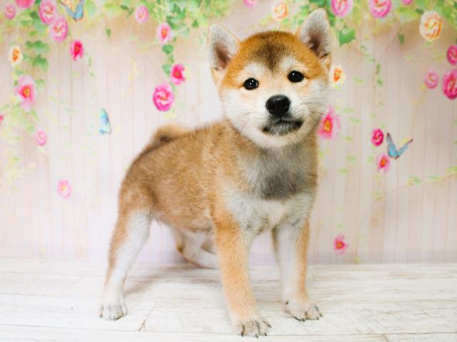 石川県の柴犬(標準サイズ) (Coo&RIKUイオン野々市南店/2025年7月7日生まれ/女の子/赤)の子犬の2枚目の画像