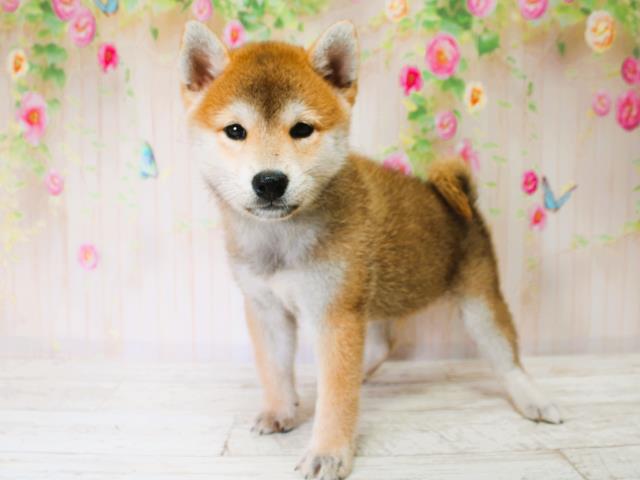 石川県の柴犬(標準サイズ) (Coo&RIKUイオン野々市南店/2025年7月7日生まれ/女の子/赤)の子犬の3枚目の画像