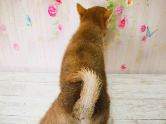 石川県の柴犬(標準サイズ) (Coo&RIKUイオン野々市南店/2025年7月7日生まれ/女の子/赤)の子犬の4枚目の画像