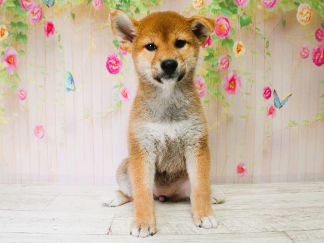 柴犬
