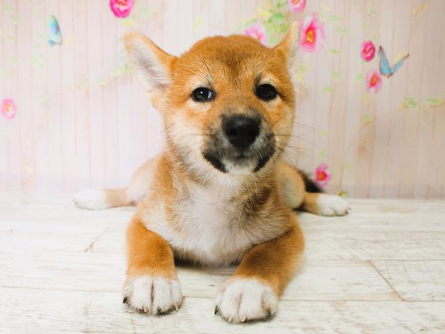 柴犬