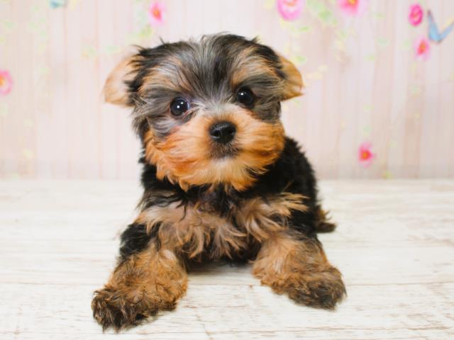 長野県のヨークシャーテリア (Coo&RIKU長野店/2025年7月10日生まれ/男の子/スチールブルータン)の子犬