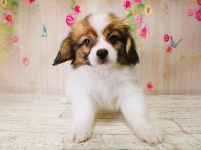 福井県のパピヨン (Coo&RIKU福井店/2025年7月11日生まれ/男の子/トライカラー)の子犬