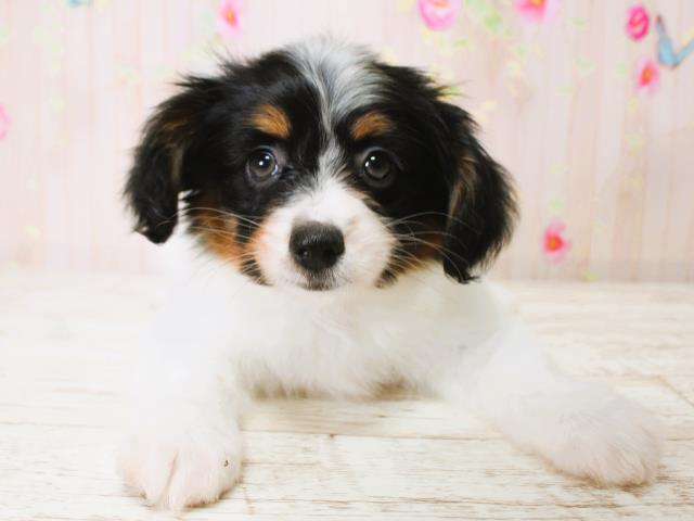 東京都のパピヨン (Coo&RIKU足立本店/2025年7月11日生まれ/女の子/トライカラー)の子犬
