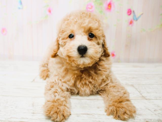 青森県のトイプードル(トイ) (Coo&RIKU八戸店/2025年7月9日生まれ/男の子/ペールフォーン)の子犬の1枚目の画像