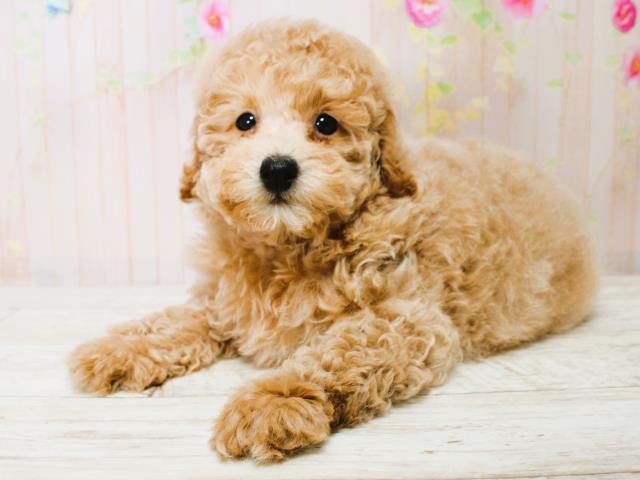 青森県のトイプードル(トイ) (Coo&RIKU八戸店/2025年7月9日生まれ/男の子/ペールフォーン)の子犬の3枚目の画像