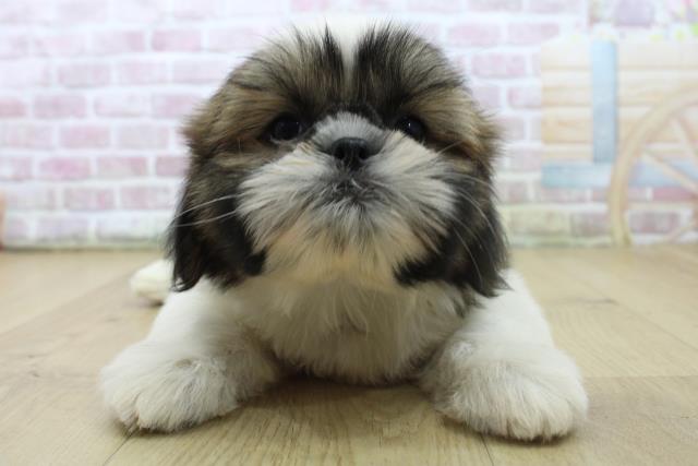 宮城県のシーズー (Coo&RIKU仙台太白店/2025年7月7日生まれ/男の子/ゴールドホワイト)の子犬の1枚目の画像