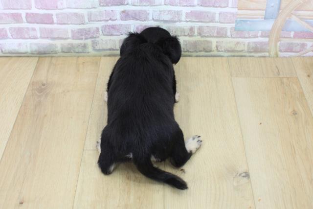 福島県のチワワ(ロング) (Coo&RIKU郡山店/2025年7月10日生まれ/女の子/ブラックタンホワイト)の子犬の4枚目の画像