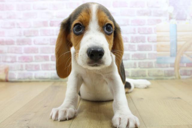 福島県のビーグル (Coo&RIKUいわき店/2025年7月10日生まれ/男の子/ブラックタンホワイト)の子犬の1枚目の画像
