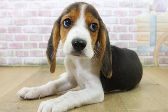 福島県のビーグル (Coo&RIKUいわき店/2025年7月10日生まれ/男の子/ブラックタンホワイト)の子犬の2枚目の画像