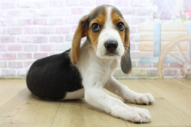 福島県のビーグル (Coo&RIKUいわき店/2025年7月10日生まれ/男の子/ブラックタンホワイト)の子犬の3枚目の画像