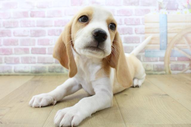 福島県のビーグル (Coo&RIKU郡山店/2025年7月10日生まれ/男の子/レモンホワイト)の子犬の2枚目の画像