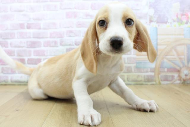 福島県のビーグル (Coo&RIKU郡山店/2025年7月10日生まれ/男の子/レモンホワイト)の子犬の3枚目の画像