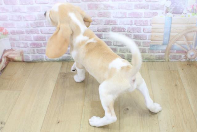 福島県のビーグル (Coo&RIKU郡山店/2025年7月10日生まれ/男の子/レモンホワイト)の子犬の4枚目の画像