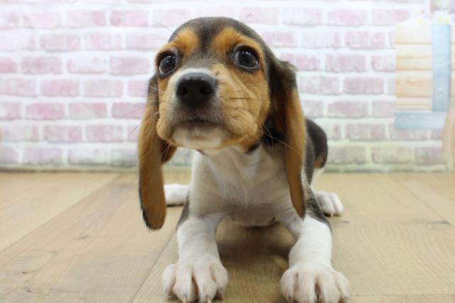 福島県のビーグル (Coo&RIKU福島店/2025年7月10日生まれ/女の子/ブラックタンホワイト)の子犬の1枚目の画像