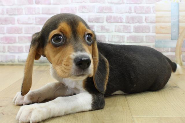 福島県のビーグル (Coo&RIKU福島店/2025年7月10日生まれ/女の子/ブラックタンホワイト)の子犬の2枚目の画像