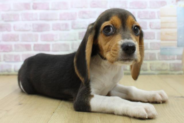 福島県のビーグル (Coo&RIKU福島店/2025年7月10日生まれ/女の子/ブラックタンホワイト)の子犬の3枚目の画像