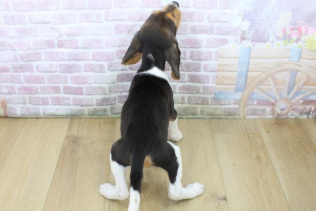 福島県のビーグル (Coo&RIKU福島店/2025年7月10日生まれ/女の子/ブラックタンホワイト)の子犬の4枚目の画像