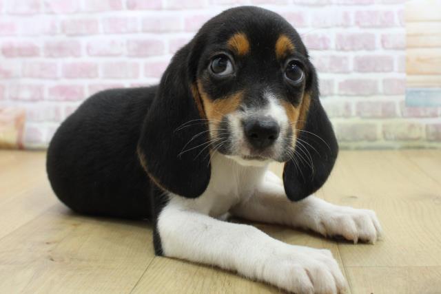 山形県のビーグル (Coo&RIKU山形店/2025年7月10日生まれ/女の子/ブラックタンホワイト)の子犬の3枚目の画像