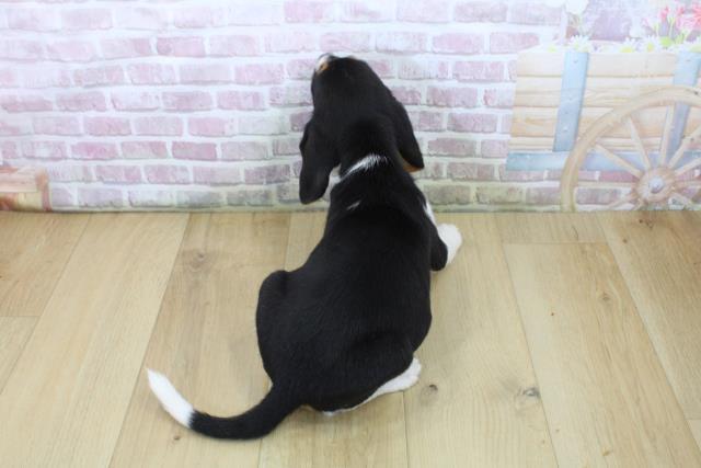 山形県のビーグル (Coo&RIKU山形店/2025年7月10日生まれ/女の子/ブラックタンホワイト)の子犬の4枚目の画像