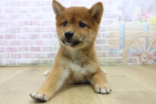 福島県の豆柴 (Coo&RIKU福島店/2025年7月12日生まれ/男の子/赤)の子犬の1枚目の画像
