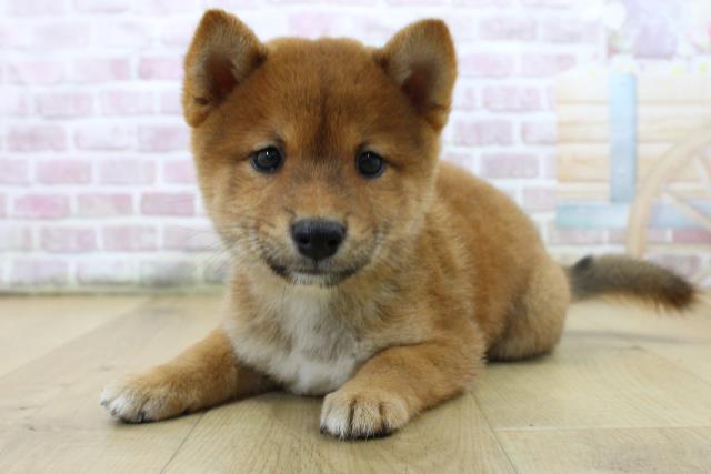福島県の豆柴 (Coo&RIKU福島店/2025年7月12日生まれ/男の子/赤)の子犬の2枚目の画像
