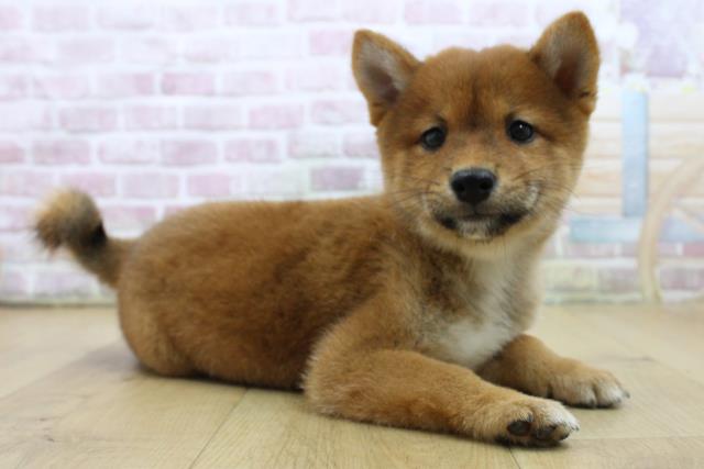 福島県の豆柴 (Coo&RIKU福島店/2025年7月12日生まれ/男の子/赤)の子犬の3枚目の画像