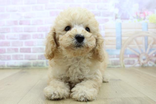 青森県のトイプードル(トイ) (Coo&RIKU八戸店/2025年7月13日生まれ/男の子/アプリコット)の子犬の1枚目の画像