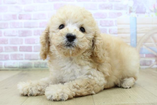青森県のトイプードル(トイ) (Coo&RIKU八戸店/2025年7月13日生まれ/男の子/アプリコット)の子犬の2枚目の画像